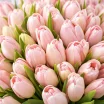 101 нежно-розовый тюльпан в упаковке 3