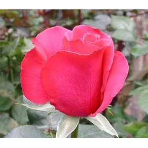 Роза "Горячая принцесса"(Hot princess)